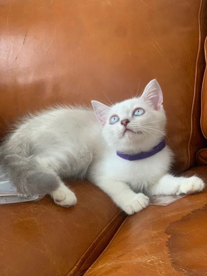 สก็อตติช ชาย รูปที่ 2