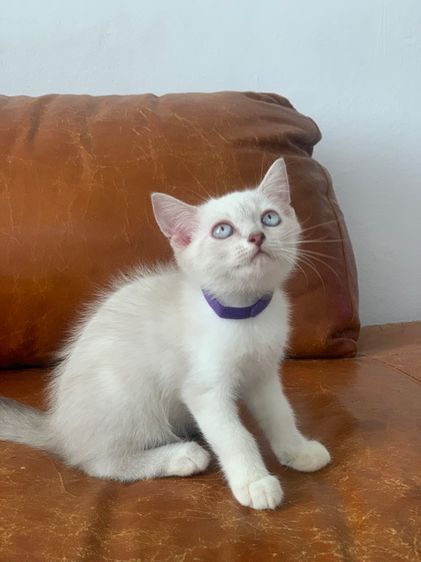 สก็อตติช ชาย รูปที่ 5