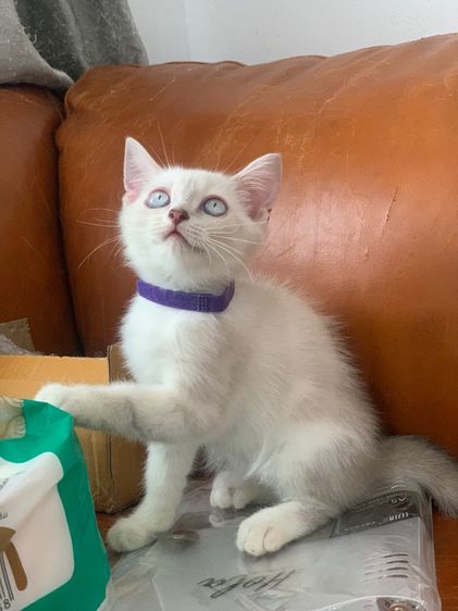 สก็อตติช โฟลด์ (Scottish Fold) สก็อตติช ชาย