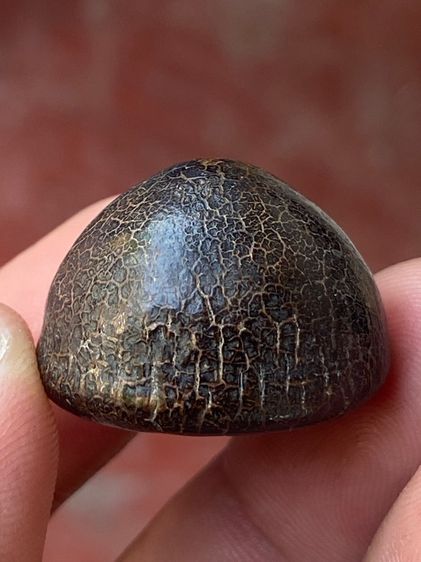 เครื่องราง ของแปลก