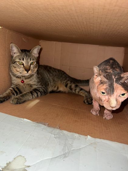 หาเจ้าของคับ