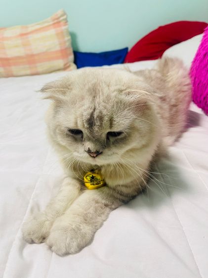 ขายพ่อพันธุ์สก็อตติชโฟลด์ รูปที่ 2