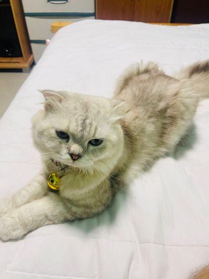 สก็อตติช โฟลด์ (Scottish Fold) ขายพ่อพันธุ์สก็อตติชโฟลด์