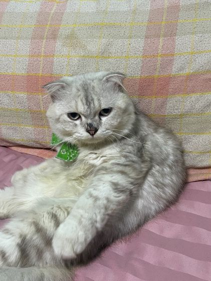 ขายพ่อพันธุ์สก็อตติชโฟลด์ รูปที่ 4