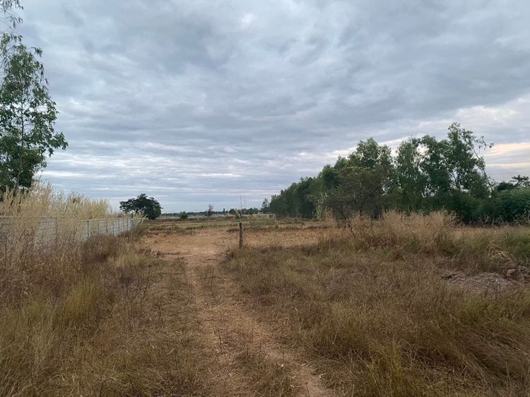 ที่ดิน 19 ไร่ราคาดี โนนสูง จ.อุดรธานี รูปที่ 2