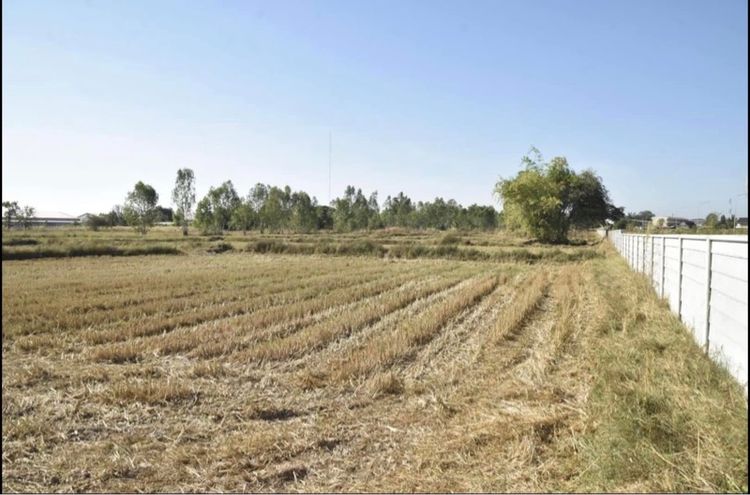 ที่ดิน 19 ไร่ราคาดี โนนสูง จ.อุดรธานี รูปที่ 4