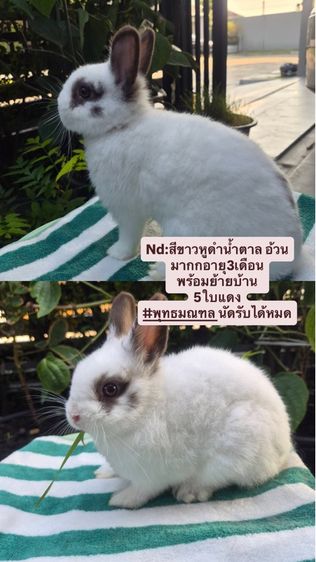 กระต่ายสายพันธุ์Nd รูปที่ 4