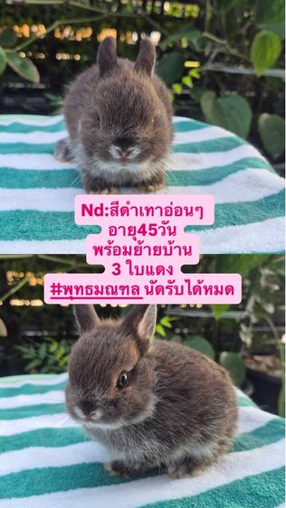 กระต่ายสายพันธุ์Nd รูปที่ 3