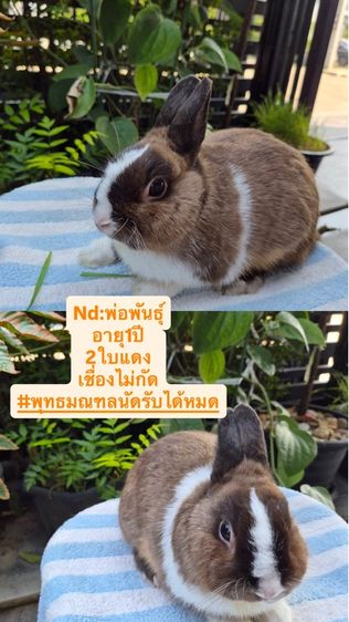 กระต่ายสายพันธุ์Nd รูปที่ 5