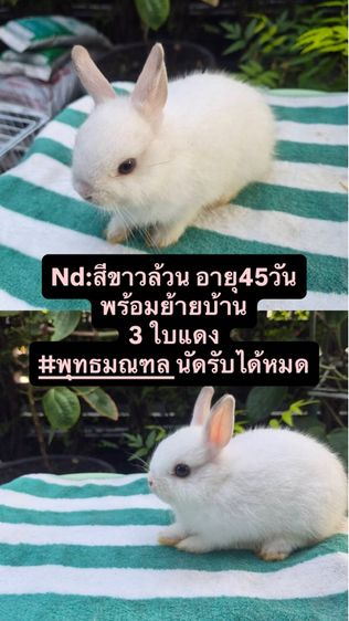 กระต่ายสายพันธุ์Nd