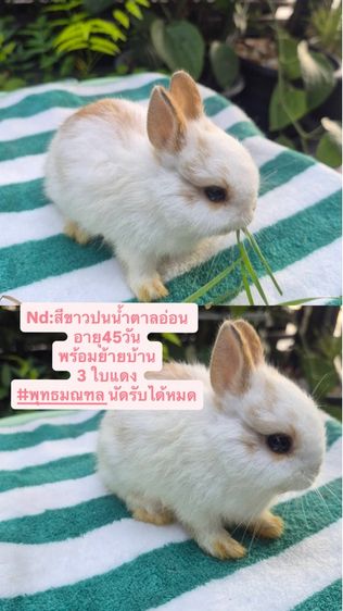 กระต่ายสายพันธุ์Nd รูปที่ 2