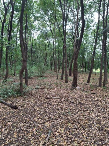 🌳 ขายที่ดินเปล่าผืนใหญ่ 110 ไร่ ติดถนนสายเอเชีย ทำเลศักยภาพสูง เหมาะพัฒนาโครงการขนาดใหญ่ รูปที่ 2