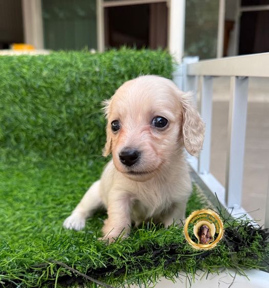 ดัชชุน Long Haied