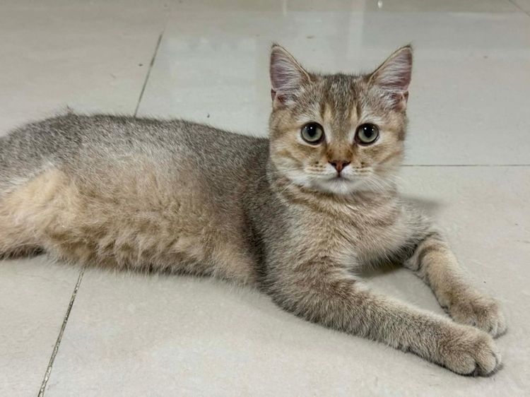 แมวบริติช แบ่งเลี้ยง รูปที่ 6
