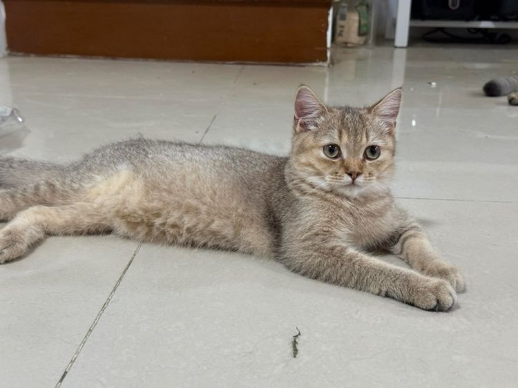 แมวบริติช แบ่งเลี้ยง รูปที่ 7