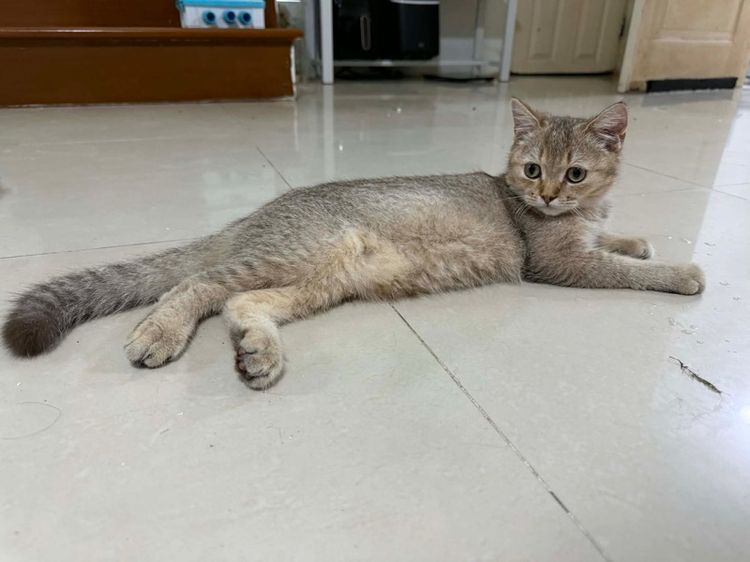 แมวบริติช แบ่งเลี้ยง รูปที่ 5