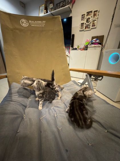 แมวอเมริกันช๊อตแฮร์ รูปที่ 5