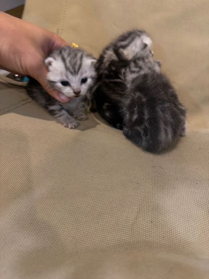 แมวอเมริกันช๊อตแฮร์ รูปที่ 2