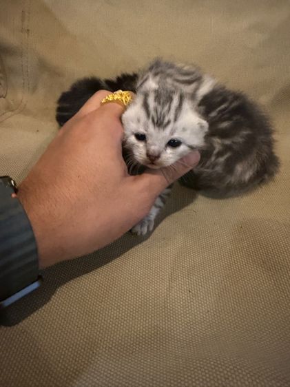 แมวอเมริกันช๊อตแฮร์ รูปที่ 3