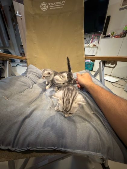 แมวอเมริกันช๊อตแฮร์ รูปที่ 4