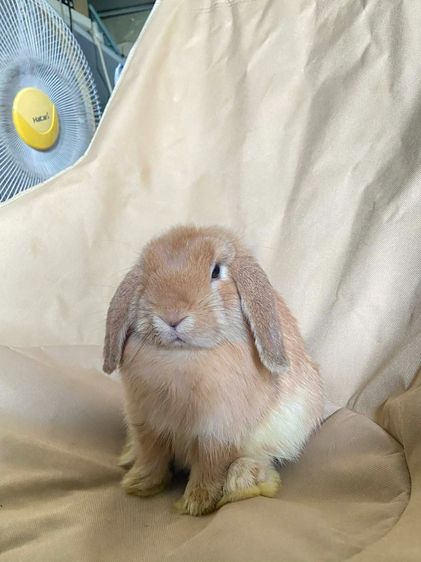 กระต่าย Holland Lop (กระต่ายหูตก HL) สีส้ม เพศเมีย