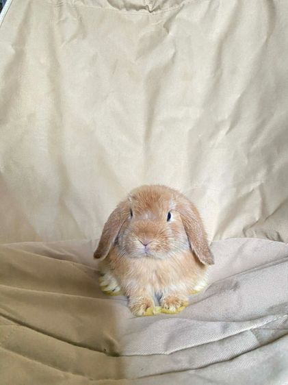 กระต่าย Holland Lop (กระต่ายหูตก HL) สีส้ม เพศชาย