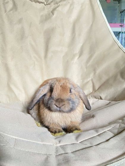 กระต่าย Holland Lop (กระต่ายหูตก HL) สีโคล่า สีสวย หายาก เพศชาย