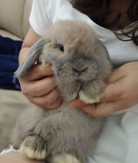 กระต่าย Holland Lop (กระต่ายหูตก HL) สีพิเศษ บลูทรอร์ท เพศชาย