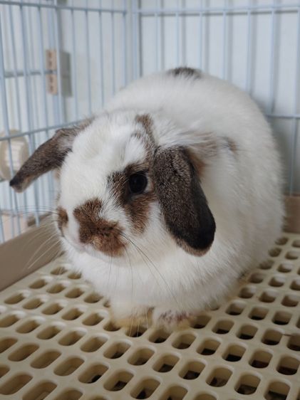 กระต่าย Holland Lop (กระต่ายหูตก HL) แม่พันธุ์สุดสวย สีพิเศษ โบรคเก่นชิลชิล่ามีแซมส้ม