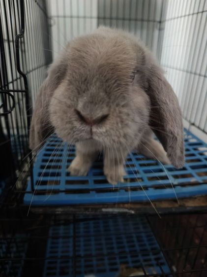 กระต่าย Holland Lop (กระต่ายหูตก HL) สีเทาสว่างสวย เพศชาย เชื่องมาก เกรดเลี้ยงเล่น