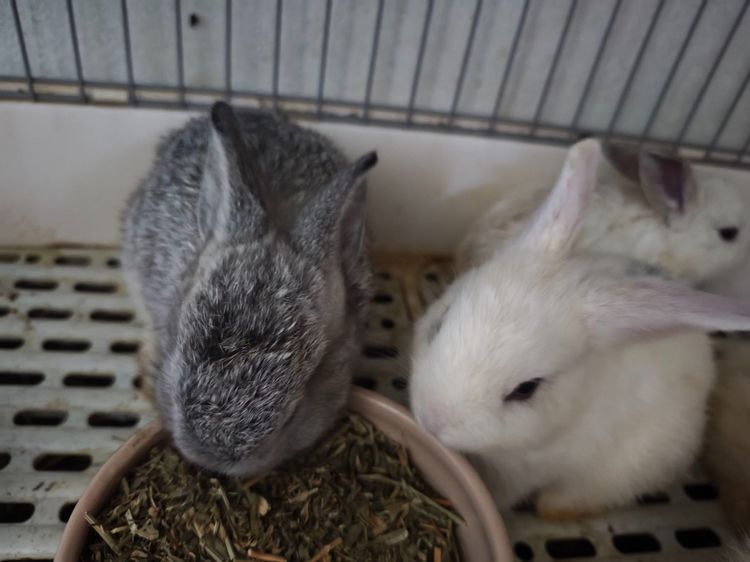 ราคาต่อตัว - กระต่าย Holland Lop (กระต่ายหูตก HL) เด็กคอกใหม่ แนวโน้มหูบิน ยังไม่คัดเพศและเกรด สีหูตาคละพิเศษ White ear Chinchilla ear ตาฟ้า รูปที่ 4
