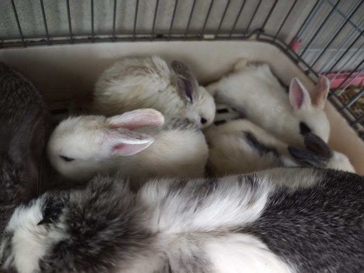 ราคาต่อตัว - กระต่าย Holland Lop (กระต่ายหูตก HL) เด็กคอกใหม่ แนวโน้มหูบิน ยังไม่คัดเพศและเกรด สีหูตาคละพิเศษ White ear Chinchilla ear ตาฟ้า รูปที่ 2