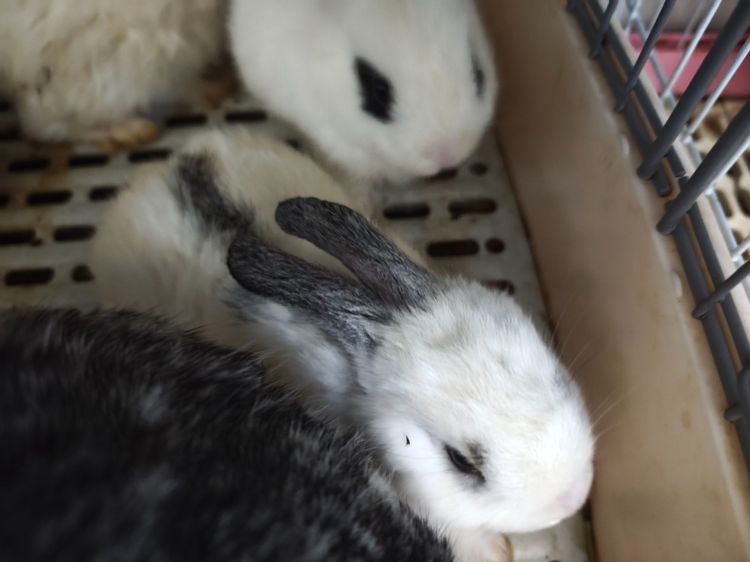 ราคาต่อตัว - กระต่าย Holland Lop (กระต่ายหูตก HL) เด็กคอกใหม่ แนวโน้มหูบิน ยังไม่คัดเพศและเกรด สีหูตาคละพิเศษ White ear Chinchilla ear ตาฟ้า รูปที่ 6
