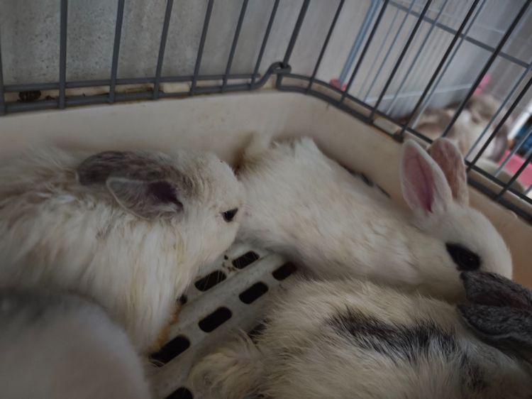 ราคาต่อตัว - กระต่าย Holland Lop (กระต่ายหูตก HL) เด็กคอกใหม่ แนวโน้มหูบิน ยังไม่คัดเพศและเกรด สีหูตาคละพิเศษ White ear Chinchilla ear ตาฟ้า รูปที่ 5