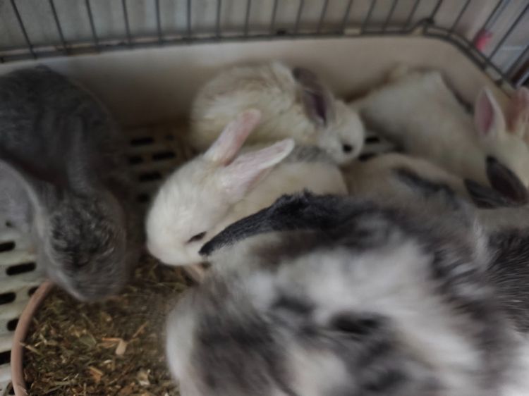 ราคาต่อตัว - กระต่าย Holland Lop (กระต่ายหูตก HL) เด็กคอกใหม่ แนวโน้มหูบิน ยังไม่คัดเพศและเกรด สีหูตาคละพิเศษ White ear Chinchilla ear ตาฟ้า รูปที่ 3