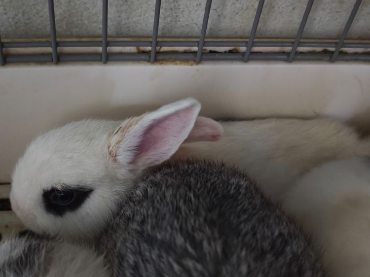 ราคาต่อตัว - กระต่าย Holland Lop (กระต่ายหูตก HL) เด็กคอกใหม่ แนวโน้มหูบิน ยังไม่คัดเพศและเกรด สีหูตาคละพิเศษ White ear Chinchilla ear ตาฟ้า รูปที่ 8