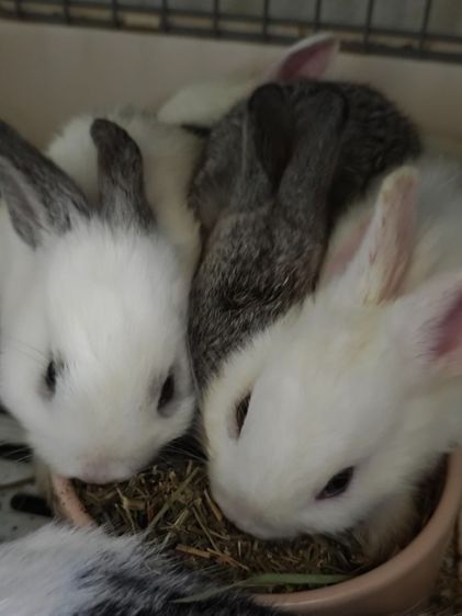 ราคาต่อตัว - กระต่าย Holland Lop (กระต่ายหูตก HL) เด็กคอกใหม่ แนวโน้มหูบิน ยังไม่คัดเพศและเกรด สีหูตาคละพิเศษ White ear Chinchilla ear ตาฟ้า รูปที่ 7