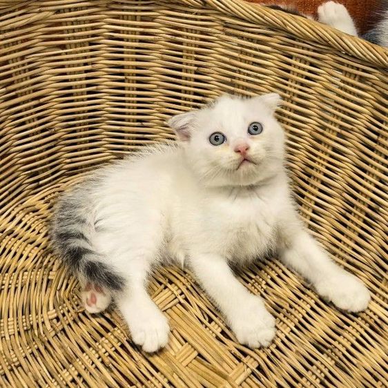 แมวพันธุ์สก็อตติชเพศผู้อายุ50วัน รูปที่ 3