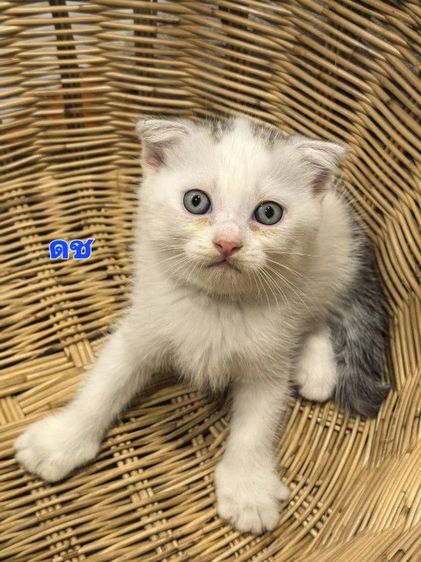 สก็อตติช โฟลด์ (Scottish Fold) แมวพันธุ์สก็อตติชเพศผู้อายุ50วัน