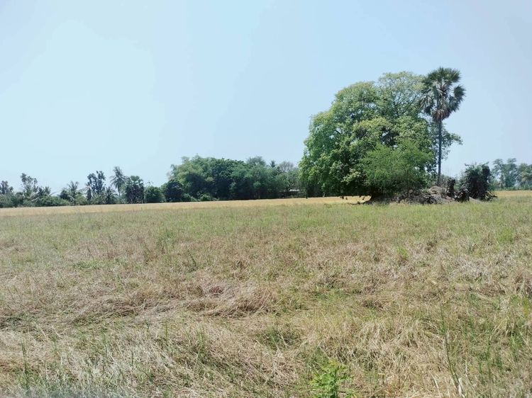 ขายถูกที่ดิน 400 ตรว เหมาะสร้างบ้านสวน ต.คลองควาย อ.สามโคก จ.ปทุมธานี   รูปที่ 4