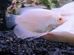 ลูกปลาแรดเผือกตาแดง  รูปที่ 2