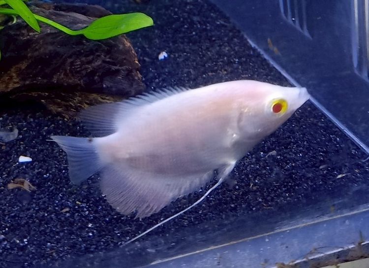 ลูกปลาแรดเผือกตาแดง  รูปที่ 4