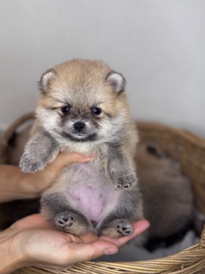 ลูกสุนัข