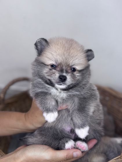 ลูกสุนัข รูปที่ 3