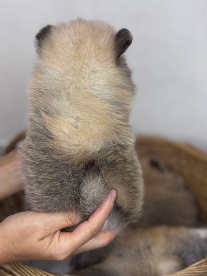 ลูกสุนัข รูปที่ 2