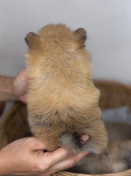 ลูกสุนัข รูปที่ 5