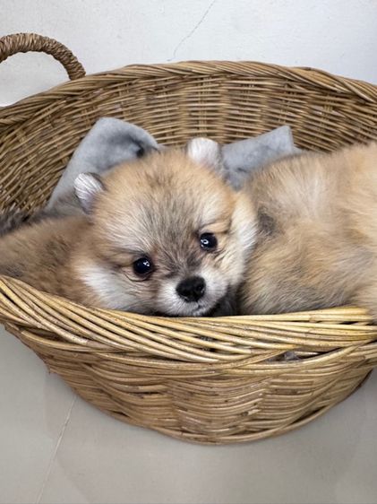 ลูกสุนัข รูปที่ 7