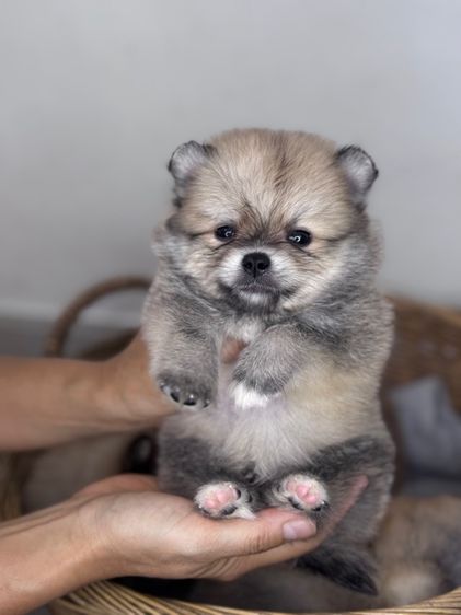 ลูกสุนัข รูปที่ 6