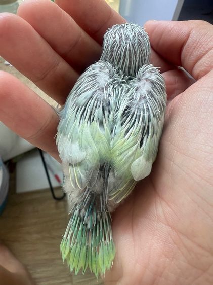 นกฟอพัส รูปที่ 2