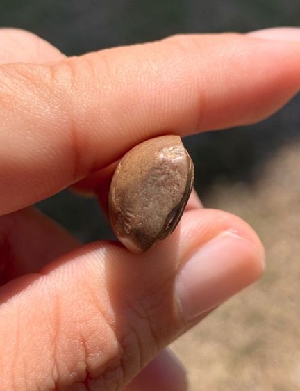 พระลีลาเม็ดขนุน รูปที่ 5